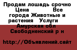 Продам лошадь срочно › Цена ­ 30 000 - Все города Животные и растения » Услуги   . Амурская обл.,Свободненский р-н